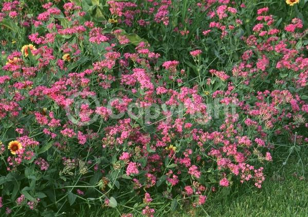 Red blooms; White blooms; Pink blooms