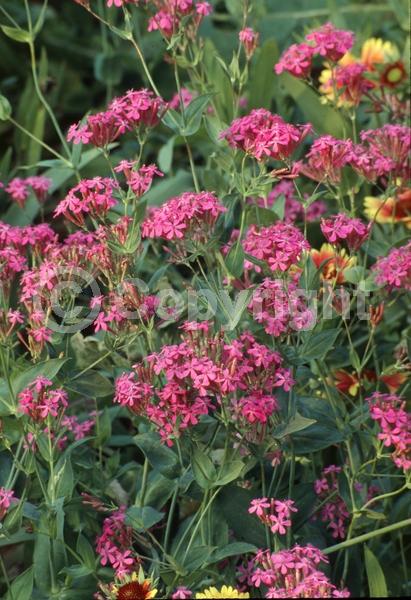 Red blooms; White blooms; Pink blooms