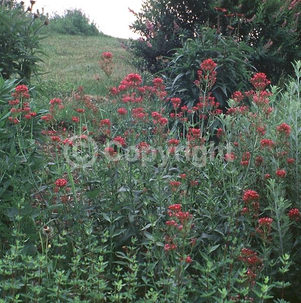 Red blooms; White blooms; Pink blooms