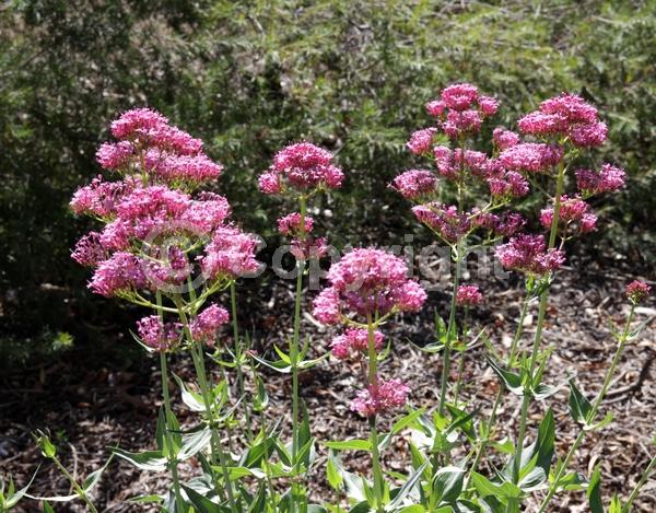 Red blooms; White blooms; Pink blooms