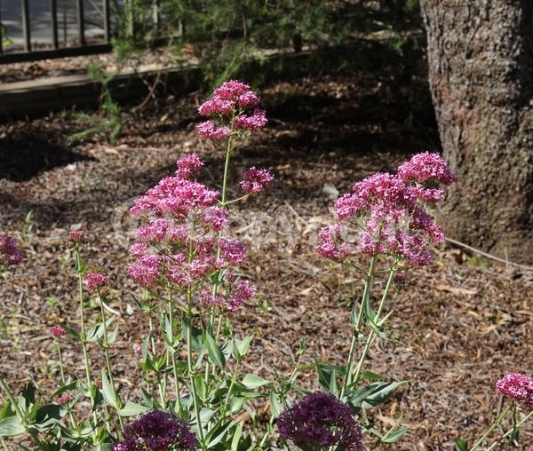 Red blooms; White blooms; Pink blooms