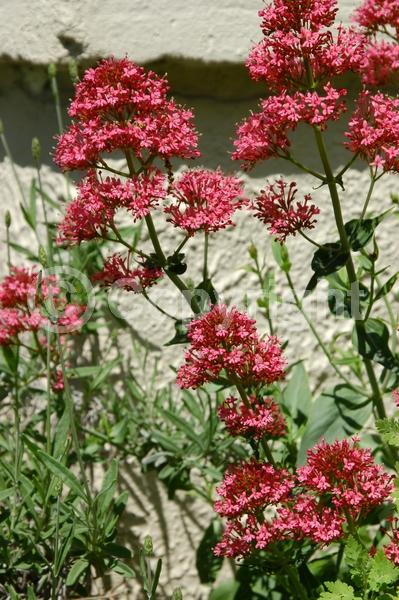 Red blooms; White blooms; Pink blooms