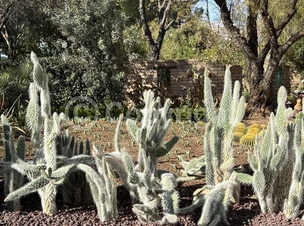 Red blooms; Yellow blooms; White blooms; Evergreen; North American Native