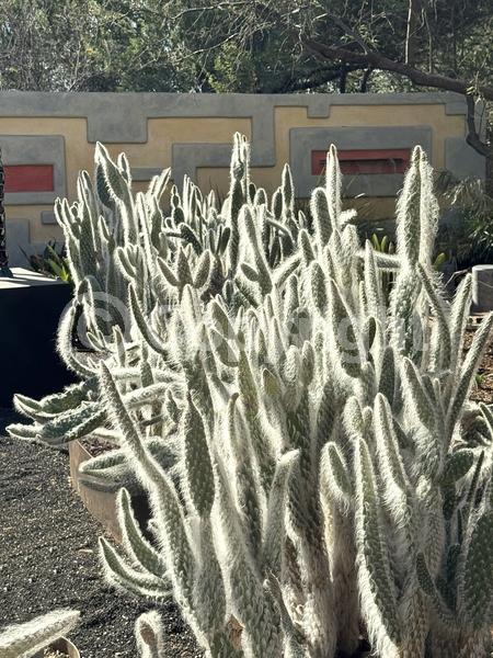 Red blooms; Yellow blooms; White blooms; Evergreen; North American Native