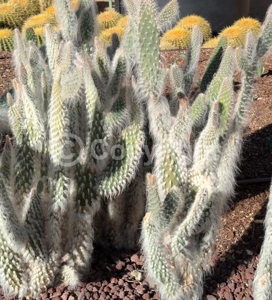 Red blooms; Yellow blooms; White blooms; Evergreen; North American Native