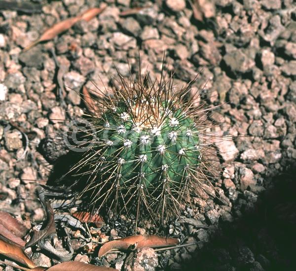 Red blooms; Evergreen
