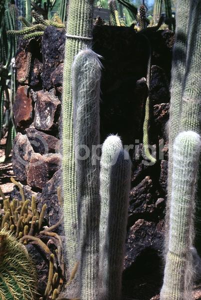 Red blooms; Yellow blooms; White blooms; Evergreen; North American Native