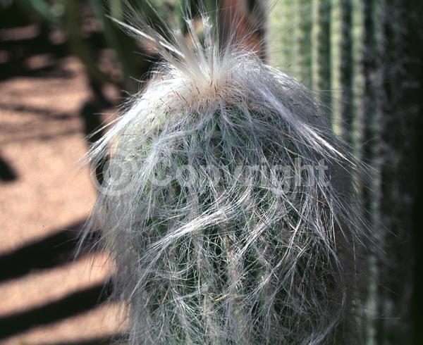 Red blooms; Yellow blooms; White blooms; Evergreen; North American Native
