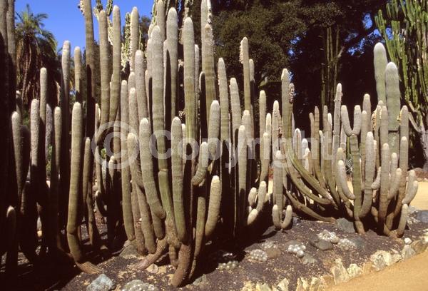 Red blooms; Yellow blooms; White blooms; Evergreen; North American Native