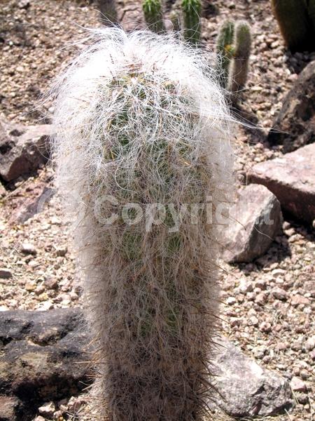 Red blooms; Yellow blooms; White blooms; Evergreen; North American Native