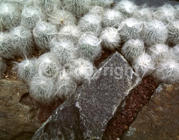 Red blooms; Yellow blooms; White blooms; Evergreen; North American Native