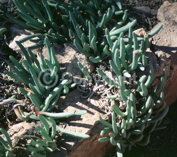 Yellow blooms; Evergreen