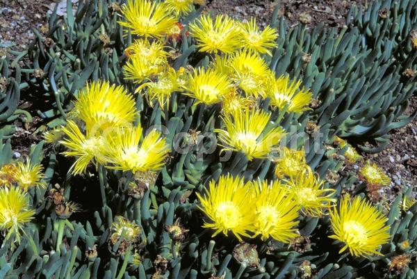Yellow blooms; Evergreen