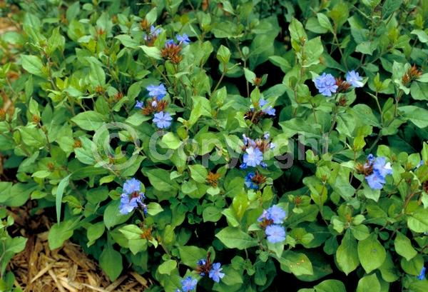 Blue blooms; Deciduous; Broadleaf