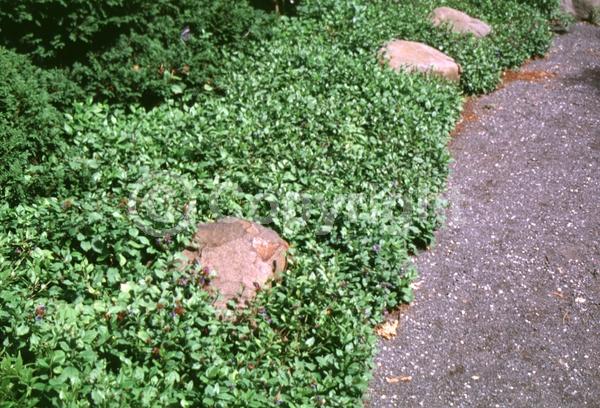 Blue blooms; Deciduous; Broadleaf