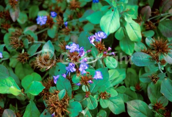 Blue blooms; Deciduous; Broadleaf