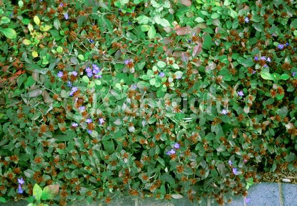 Blue blooms; Deciduous; Broadleaf