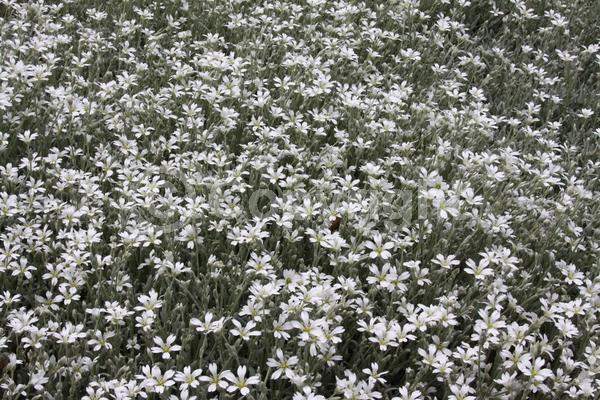 White blooms; Semi-evergreen