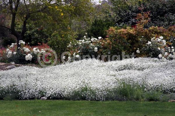 White blooms; Semi-evergreen