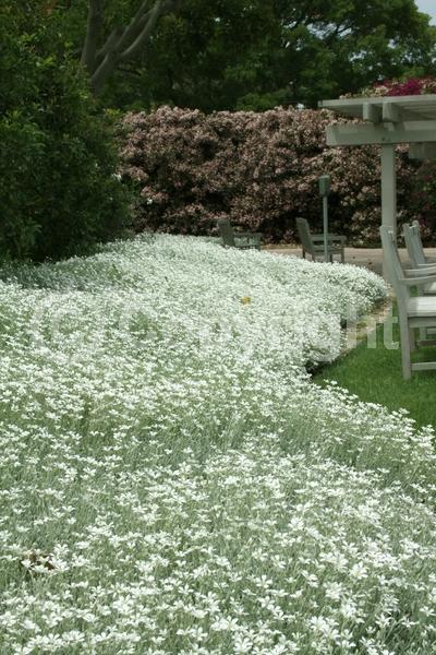 White blooms; Semi-evergreen
