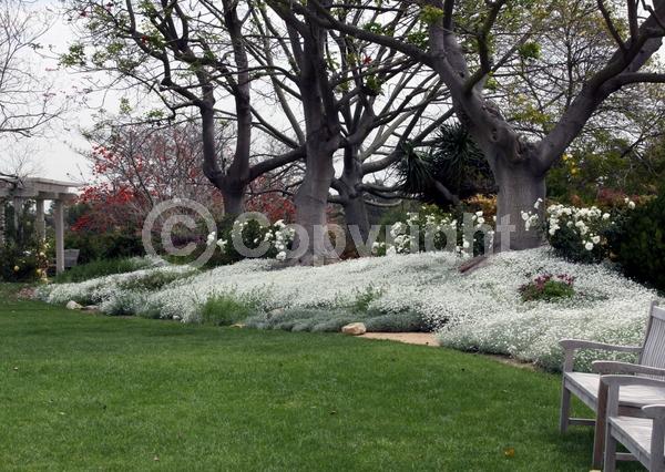 White blooms; Semi-evergreen