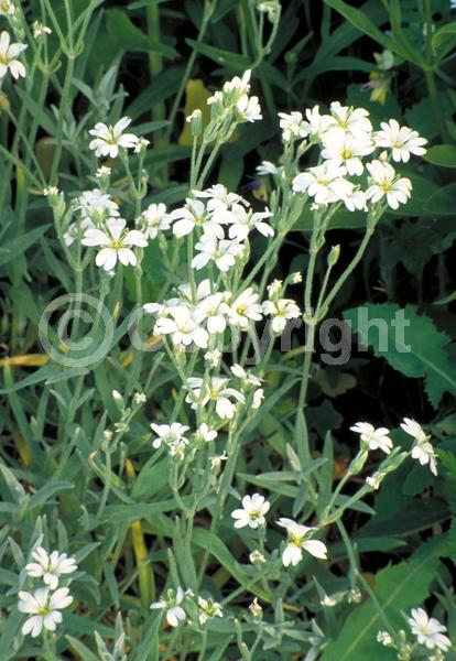 White blooms; Semi-evergreen