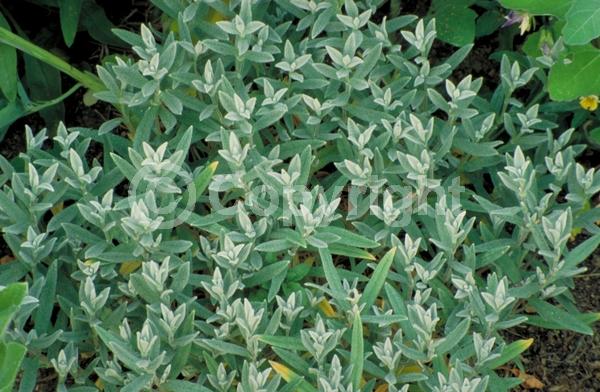 White blooms; Semi-evergreen