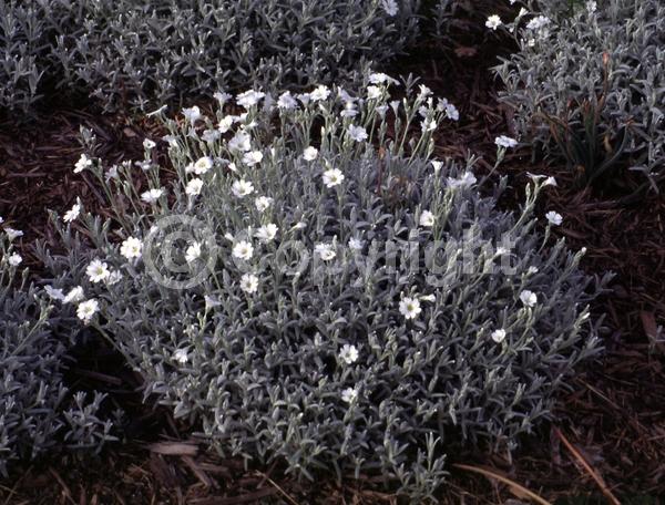 White blooms; Semi-evergreen