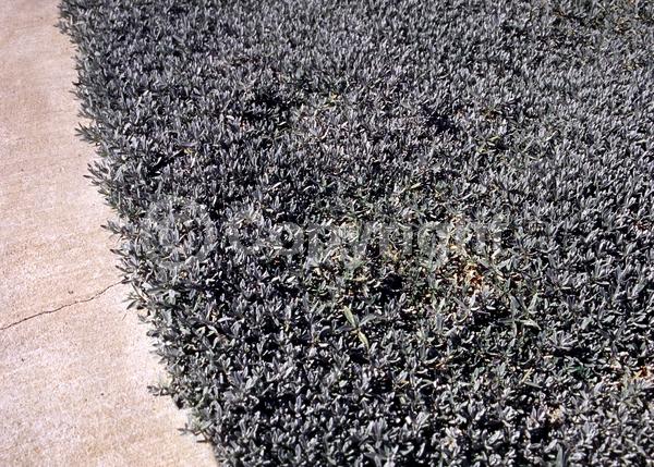 White blooms; Semi-evergreen