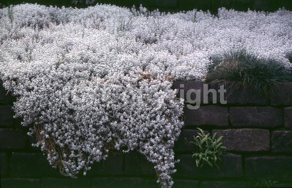 White blooms; Semi-evergreen