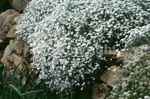 White blooms; Semi-evergreen