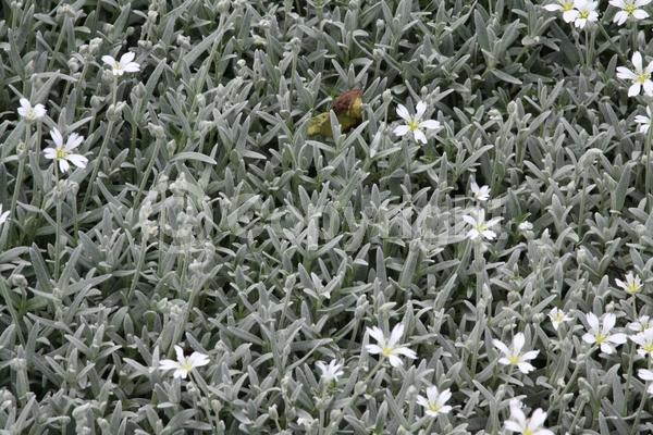 White blooms; Semi-evergreen