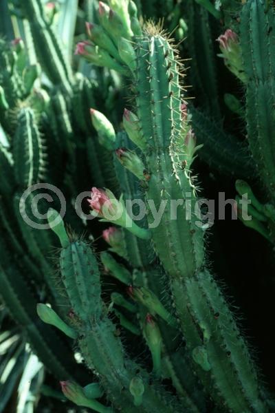 White blooms; Pink blooms