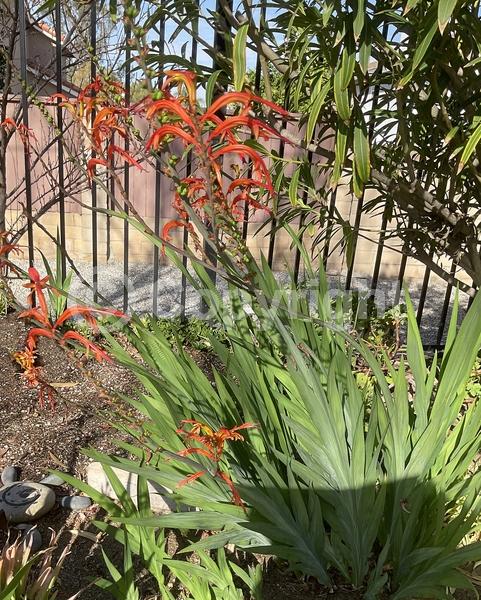 Red blooms; Orange blooms