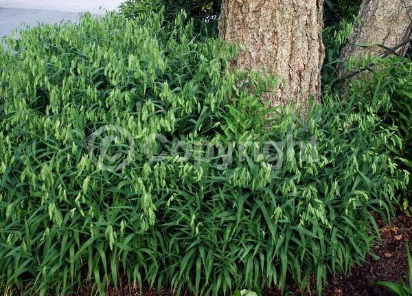 North American Native