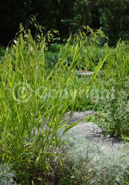 North American Native