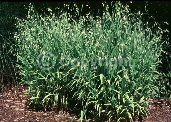 North American Native