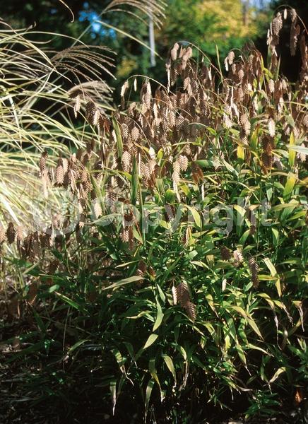 North American Native