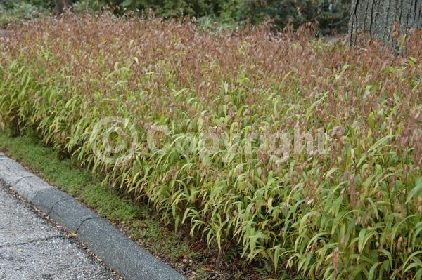 North American Native