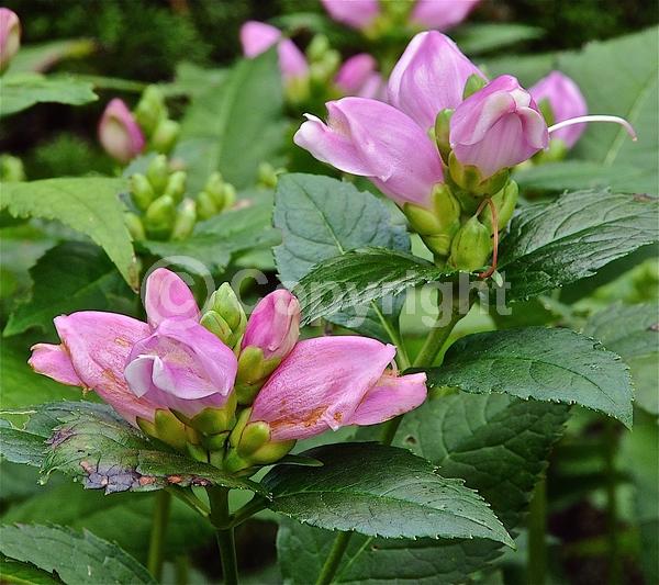 Purple blooms; Pink blooms; Deciduous; North American Native