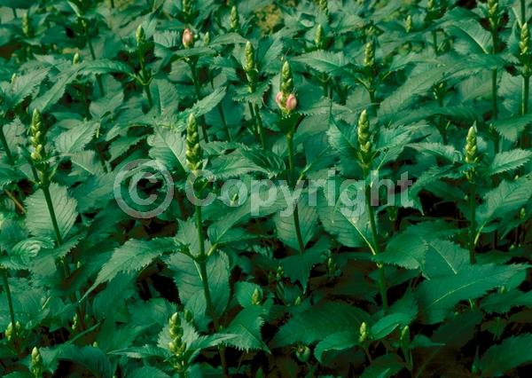 Pink blooms; Deciduous; Broadleaf; North American Native
