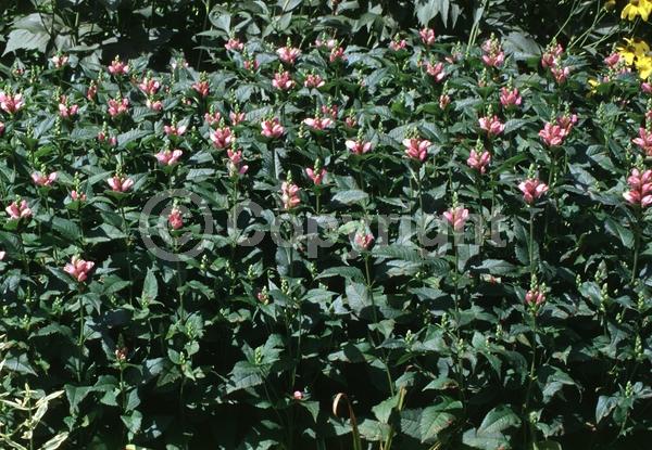Pink blooms; Deciduous; Broadleaf; North American Native