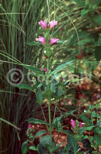 Pink blooms; Deciduous; Broadleaf; North American Native