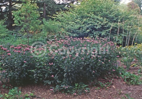 Pink blooms; Deciduous; Broadleaf; North American Native