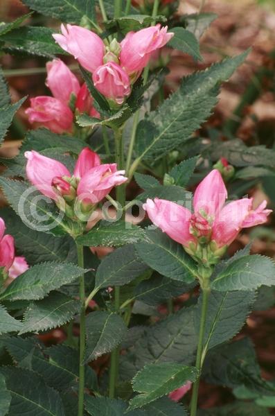 Pink blooms; Deciduous; Broadleaf; North American Native