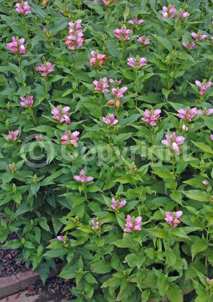 Purple blooms; Pink blooms; Deciduous; North American Native