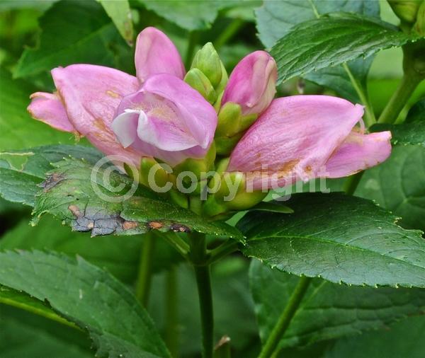 Purple blooms; Pink blooms; Deciduous; North American Native