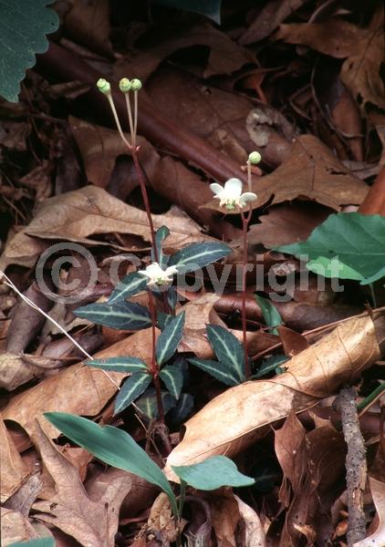 White blooms; Evergreen; North American Native