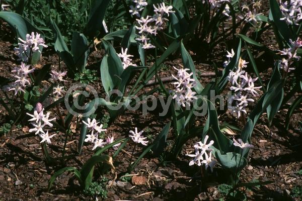 Pink blooms; Deciduous; Broadleaf