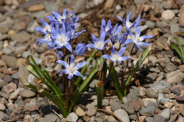 Blue blooms; White blooms; Pink blooms; Deciduous; Broadleaf